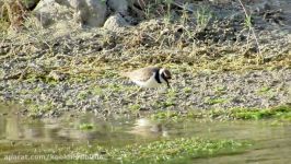 سلیم طوقی کوچک Little Ringed Plover