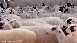 پیرمرد مهربون ورژن جدید 2016 مزرعه داره موزیک ویدئو شاد کودکانه  ورژن ایرانی تولید 2016
