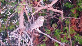 جغد کوچک جنوبی Spotted Owlet