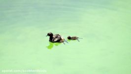 کشیم کوچک جوجه هایش بر پشتش Little Grebe and Chicks on its Back