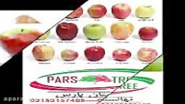 نهال سیب  درخت سیب نهالستان پارس