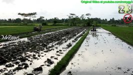 2 Yanmar Tractor Plowing and Grading Rice Farm Field