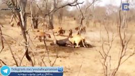 دزدیدن شکار فراری دادن گله شیرها توسط گله کفتارها