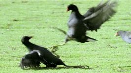 قسمت ششم مستند The Life of Birds David Attenborough