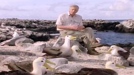 قسمت هفتم مستند The Life of Birds David Attenborough