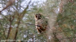 جغد شاخ دار جغد گوش دراز Long eared Owl