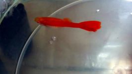 Albino super full red female giving birth