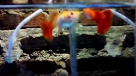 Guppy Albino Full Red Super REd BD