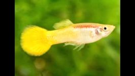 Fancy guppies and breeding