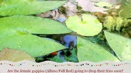 Pregnant Guppies Albino Full Red