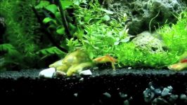 Top 10  Guppies and Endler´s Guppy  THE MOST BEAUTIFUL VARIETIES Aquarium fish tank video film