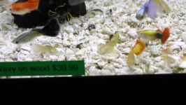 How to Care for Fancy Guppy Fish. Poecilia reticulata Million Fish. How to set up a guppy tank.