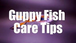 Guppy Fish Care Tips