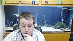 Lets talk Fancy Guppies. Guppy Fish Live Stream