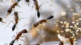 مستند راز قدرت مورچه ها در طبیعت  Ants Documentary