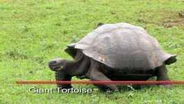 مستند جزایر گالاپاگوس The Galapagos Islands HD