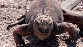 مستند سریالی گالاپاگوس  Galapagos دوبله فارسی