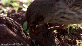 مستند سریالی گالاپاگوس  Galapagos دوبله فارسی