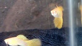 Guppy Show Yellow lace snakeskin albino  Alex Leite  Presidente Prudente  SP