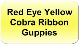 Red Eye Yellow Cobra Ribbon Guppies