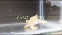 GUPPY LEBISTER METAL YELLOW SNAKESKIN ALBINO  GARCIA GUPPY