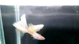 SOLD Albino Metal King Cobra Guppy Pair