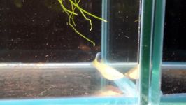 SOLD Albino King Cobra Guppy Trio