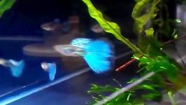 Japanese Blue Grass Guppies  2 males and 3 females