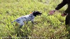 آموزش سگ شکاری برای گرفتن رها کردن شکار