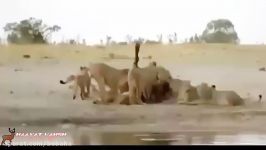 کلیپ ترسناک جنگ خونین بین گله فیل ها گله شیرهای ماده