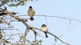 بلبل خرما White cheeked Bulbul