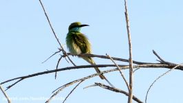 زنبورخوار سبز Little Green Bee eater