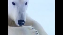 مستند خرس قطبی نحوه شکار کردن دیدنی زیبا حیات وحش حسین جگوار