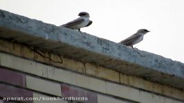 چلچله بیابانی Pale Crag Martin