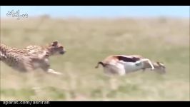 شکار حرفه ای Antelope توسط یوزپلنگ