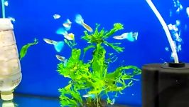 Japanese Blue Grass Guppies at 3 month old