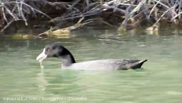 چنگر چنگر اوراسیایی Eurasian coot