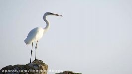 حواصیل سفید بزرگ Great White Heron