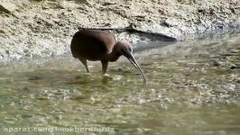 اکراس سیاه Glossy ibis