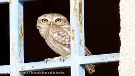 جغد کوچک جنوبی Spotted Little Owl