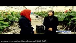 تولید سموم آفت کش های ارگانیک برای دفع آفات در ایران