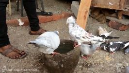 pigeon drinking water slow motion