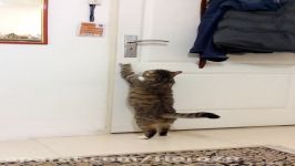 گربه اى كه میتونه در رو باز كنه
