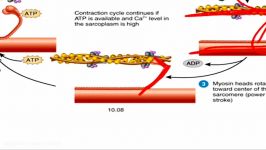 Sliding filament theory of muscle contraction