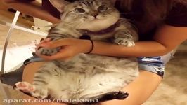 Жирный кот прибалдел  Fat cat in hypnotice