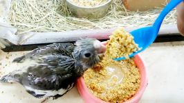 Cute Animals  Baby Parrot Eatingat A Lot