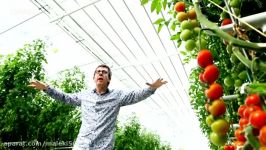نحوه کاشت برداشت گوجه فرنگی در اسرائیل