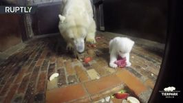 مادر خرس قطبی آموزش برخی قوانین پایه برای توله خرس