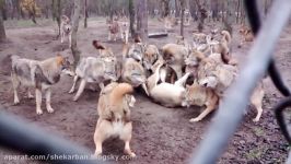 حمله بسیار وحشیانه گرگ ها به یک گرگ امگا