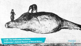 Top 10 Animals That Are Now Extinct Because of Humans